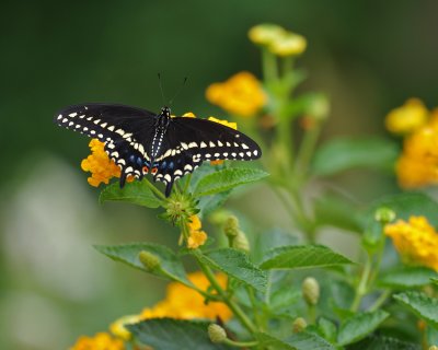 Black Swallowtail IMGP4425.jpg