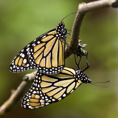Mating Monarchs IMGP5573.jpg