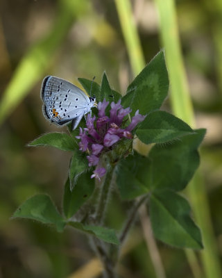 Gray Hairstreak IMGP5597.jpg