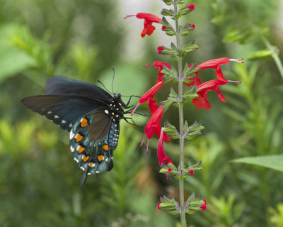 Pipevine Swallowtail on Salvia Coccinea IMGP5615.jpg