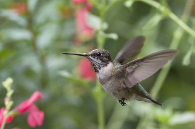 Ruby-throated Hummingbird - Immature Male IMGP5994.jpg