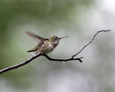 Immature Male Ruby-throated Hummingbird IMGP6292.jpg