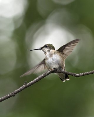 Ruby-throated Hummingbird - Immature Male IMGP6541.jpg
