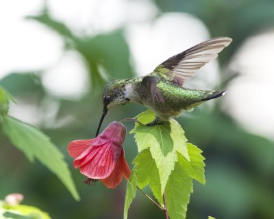 2011 Hummingbirds - Abutilon and Turk's Cap