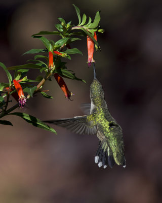2011 Hummingbirds and Cupheas