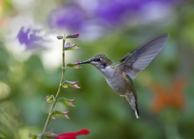 2011 Hummingbirds - Salvias