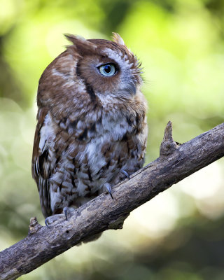 Eastern Screech Owl - Brown Phase IMGP1836.jpg