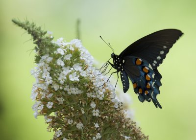 Pipevine Swallowtail IMGP8137.jpg