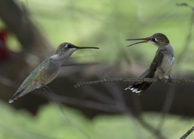 Dueling Immature Ruby-throated Hummingbirds IMGP8617.jpg