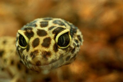 Leopard Gecko IMGP3085.jpg