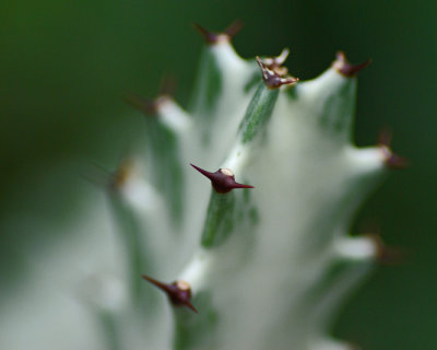 Thorns IMGP3269.jpg