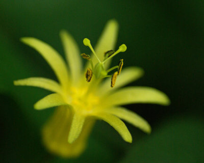 Yellow Orchid IMGP3223.jpg