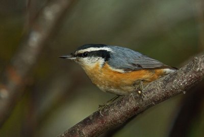 Red Breasted Nuthatch IMGP2865.jpg