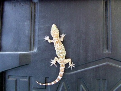 Grandpa Gecko