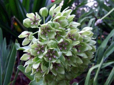  Green milkweed