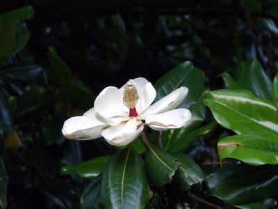  Magnolia