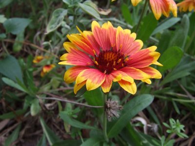  Indian Paintbrush