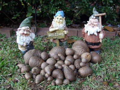  Gnomes guarding bulbs