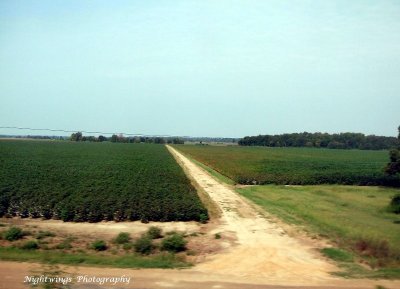 Mississippi cotton fields