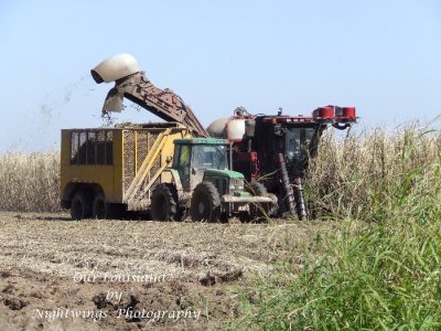 Vermilion Parish - Maurice - Cane  Cutting