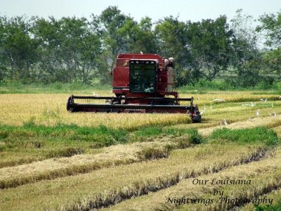 Vermilion Parish - Abbeville - Rice harvest 