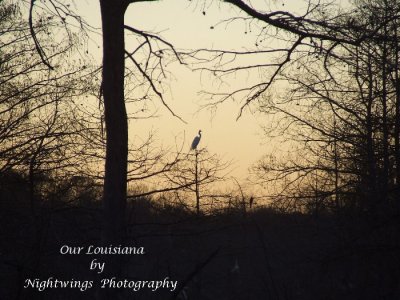 St Martin Parish - Cypress Island - Lake Martin  heron