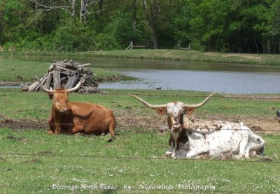 Hunt County - Commerce -  Texas A & M farm  Commerce