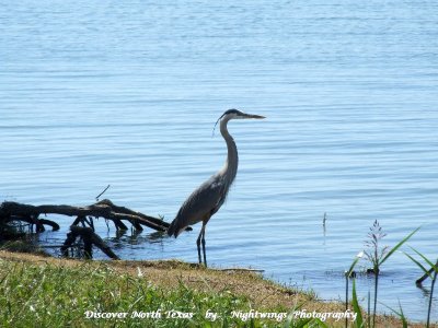 Collin County  - Copeville  rural - Lavon Lake    Great Blue Heron