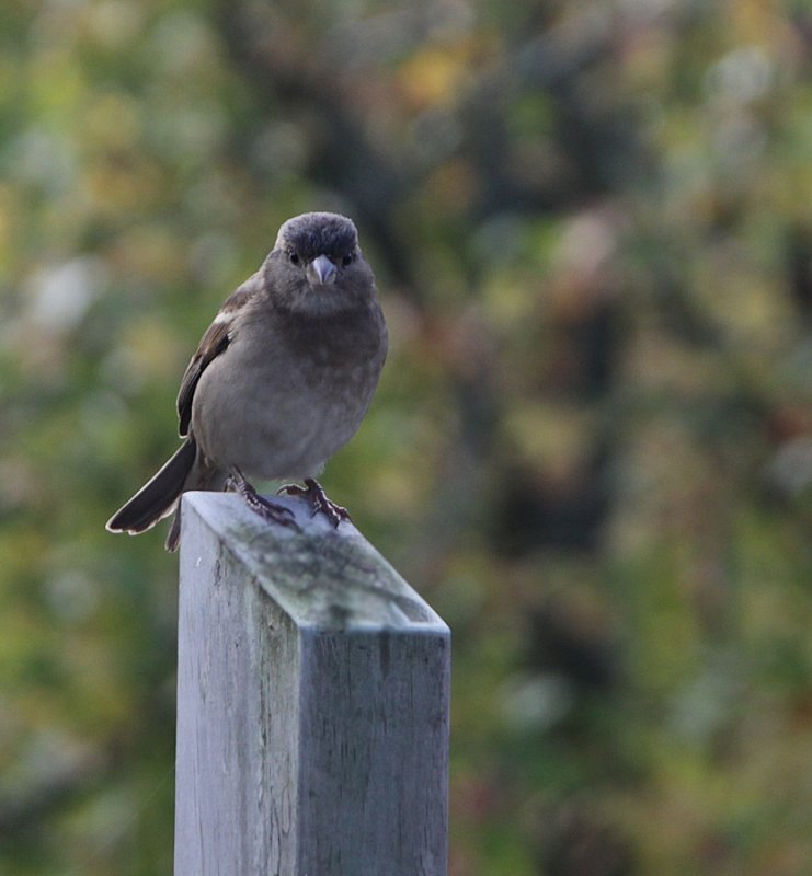 Sparrow
