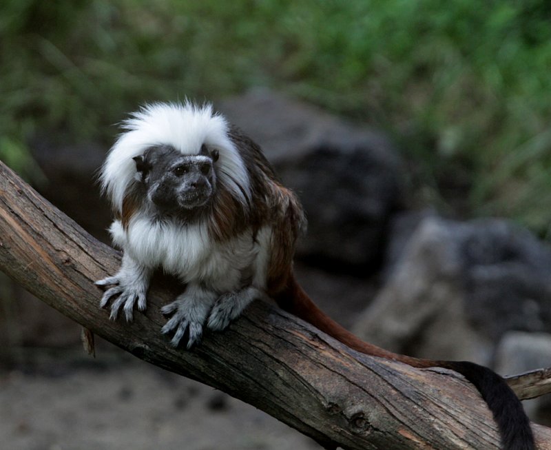 Tamarin