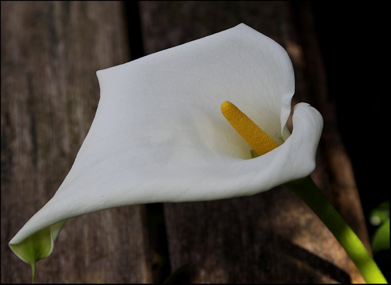 Arum Lily