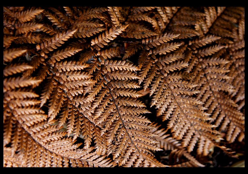 Dead Fern - Kuripaka / Wheki-Ponga (Maori)