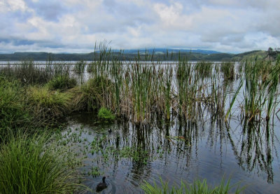 Reeds at Lake Rotoiti