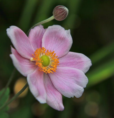 Japanese Anemone