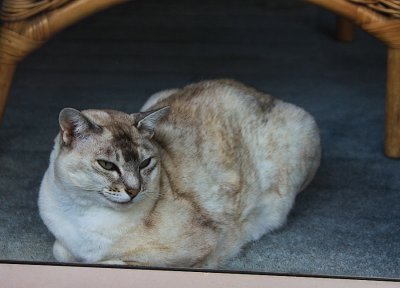 Looking at Jackson through a Glass Window