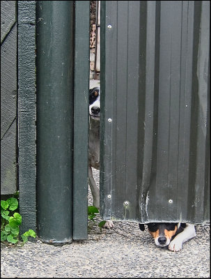 Peeping Toms