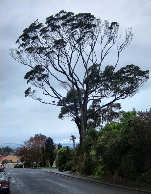 Australian Gum Trees