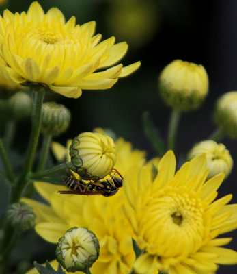 German Paper Wasp on Chrysanthemums