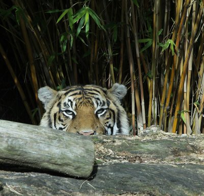 Siberian Tiger
