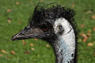 Emu