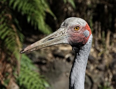 Brolga Crane