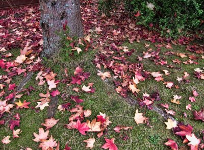 Autumn Fall is finally beginning