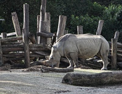White Rhino
