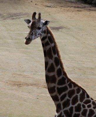 Giraffe