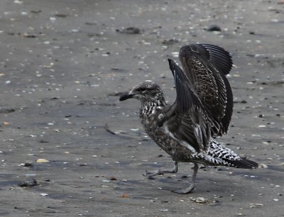 Juvenile Black-Backed Gull