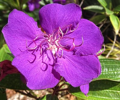 Purple Glory bush