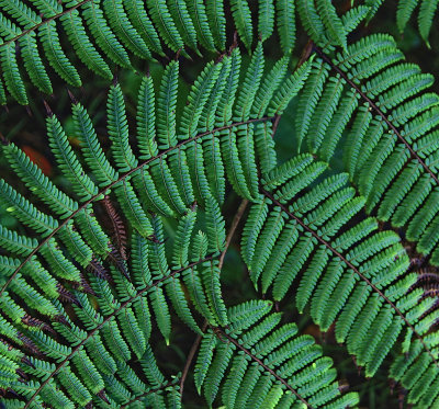 Ferns by the cliff