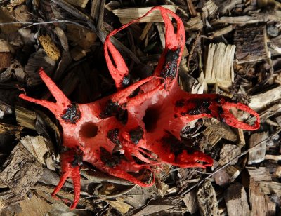 Stinkhorn