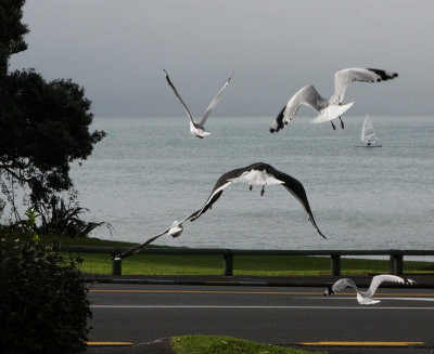 Seagull visitors