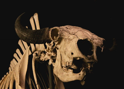 Buffalo Bill